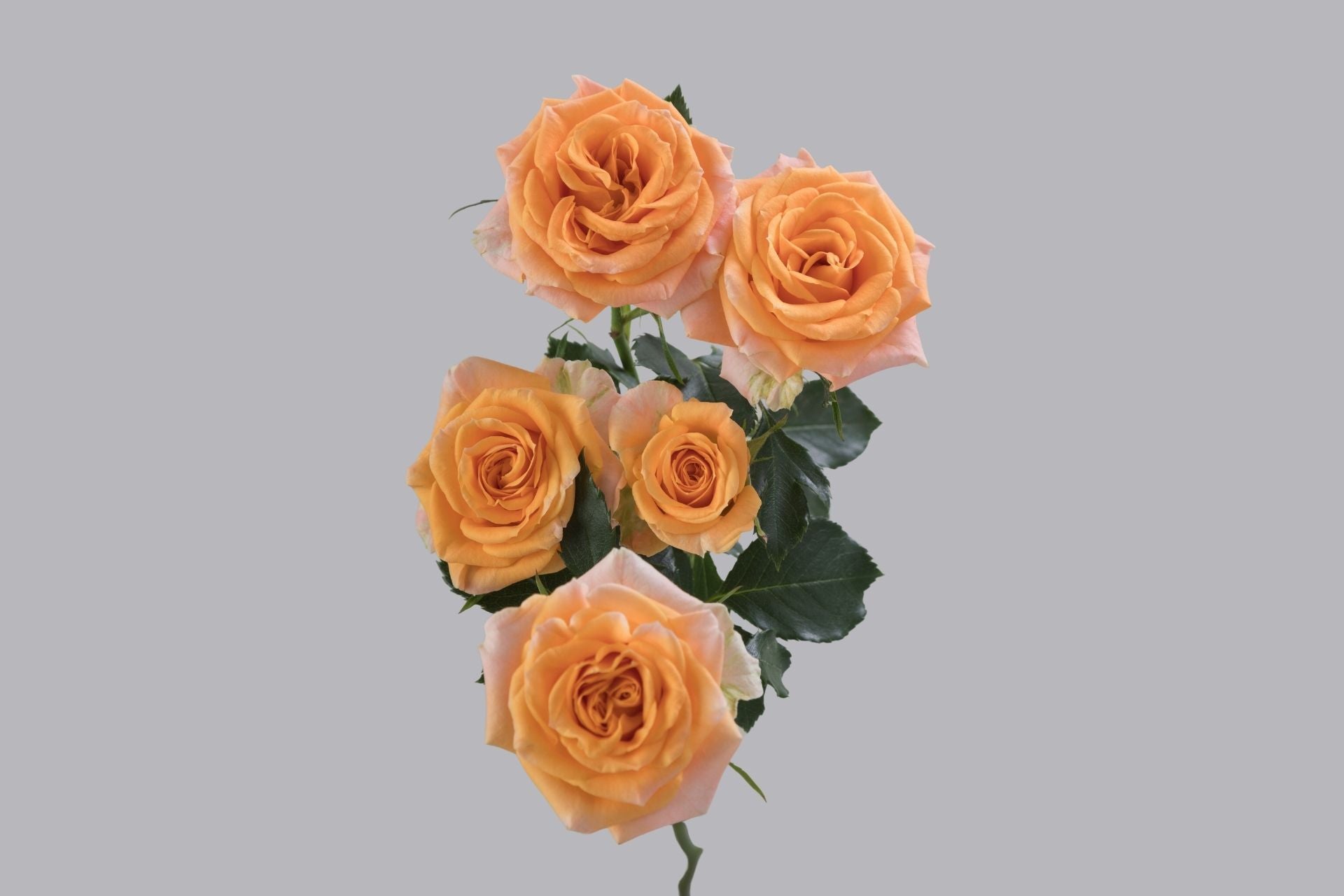Collection Spray Roses
