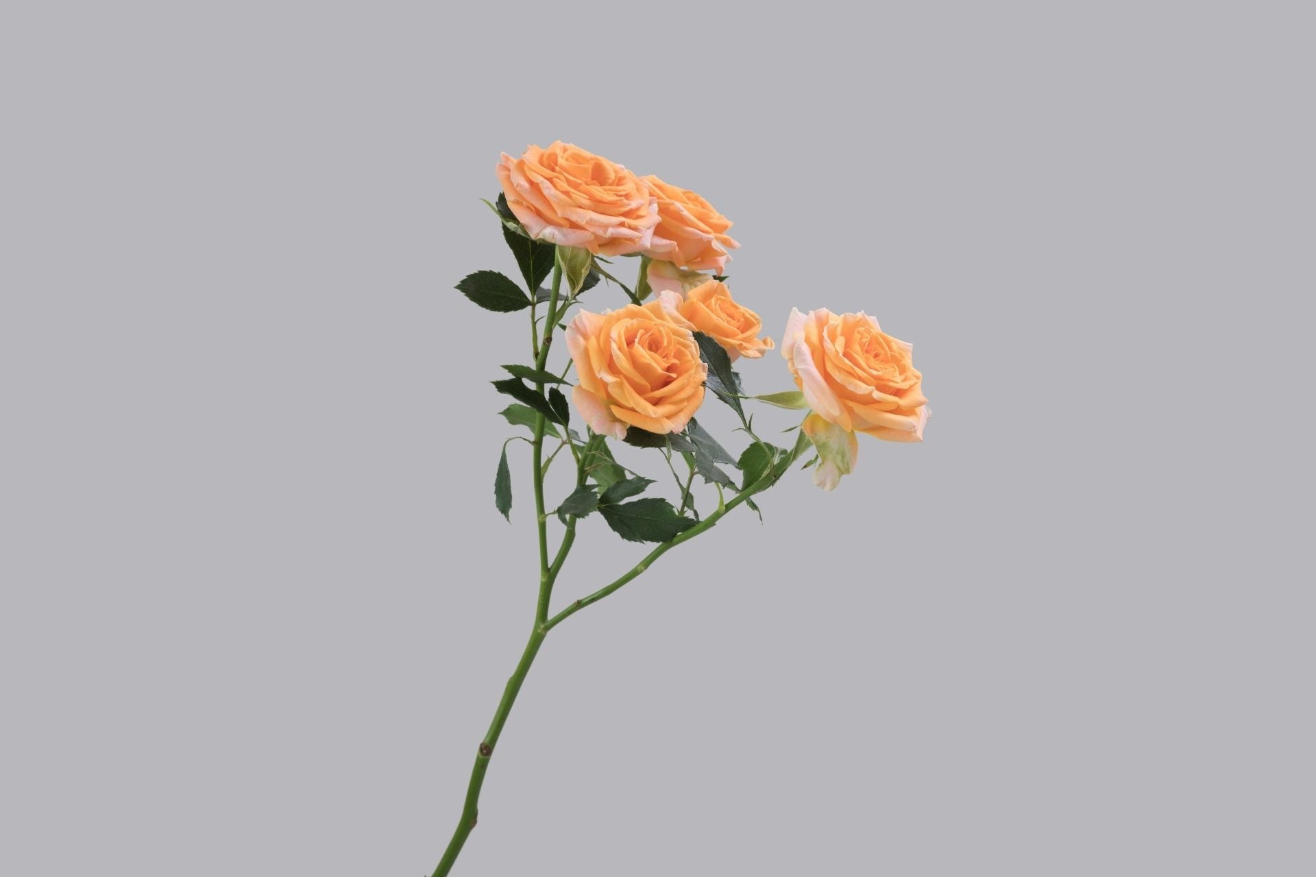 Fibonacci Aureus