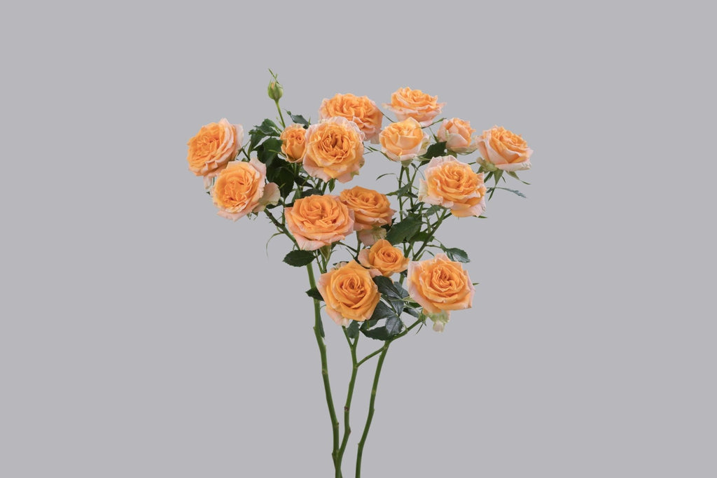 Fibonacci Aureus