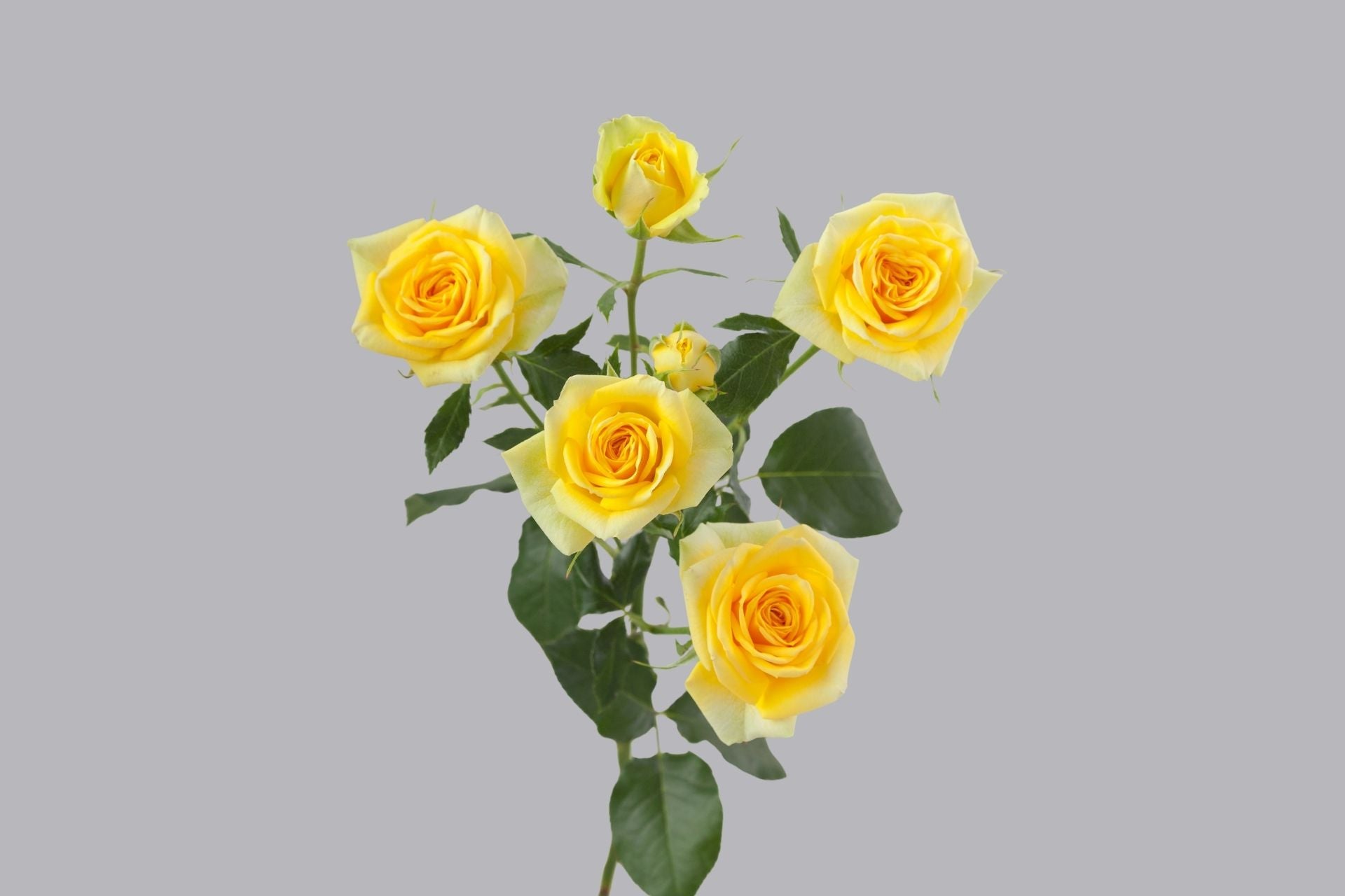 Golden Blossom