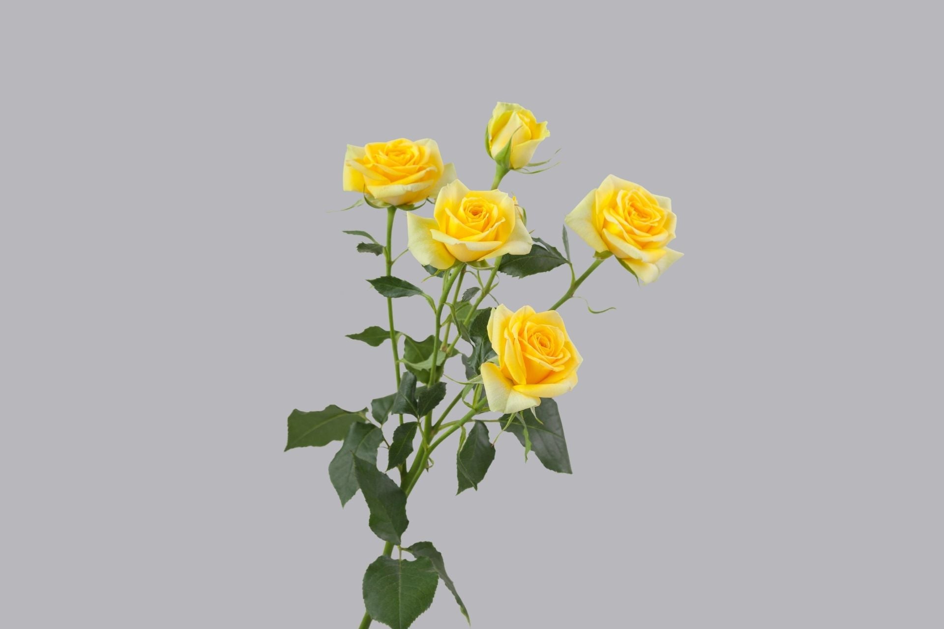 Golden Blossom
