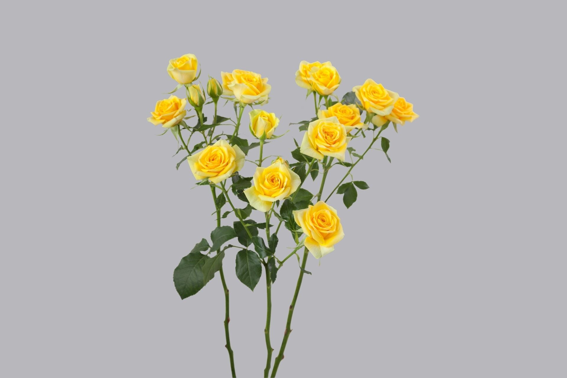 Golden Blossom
