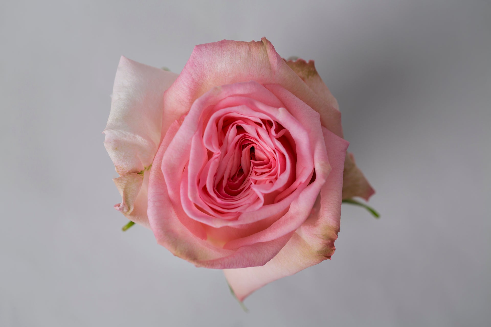 Collection Garden – Greenrose