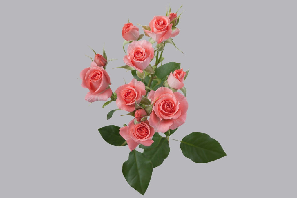 Splendid Rosever