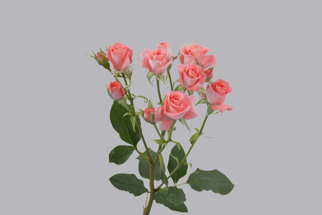 Splendid Rosever