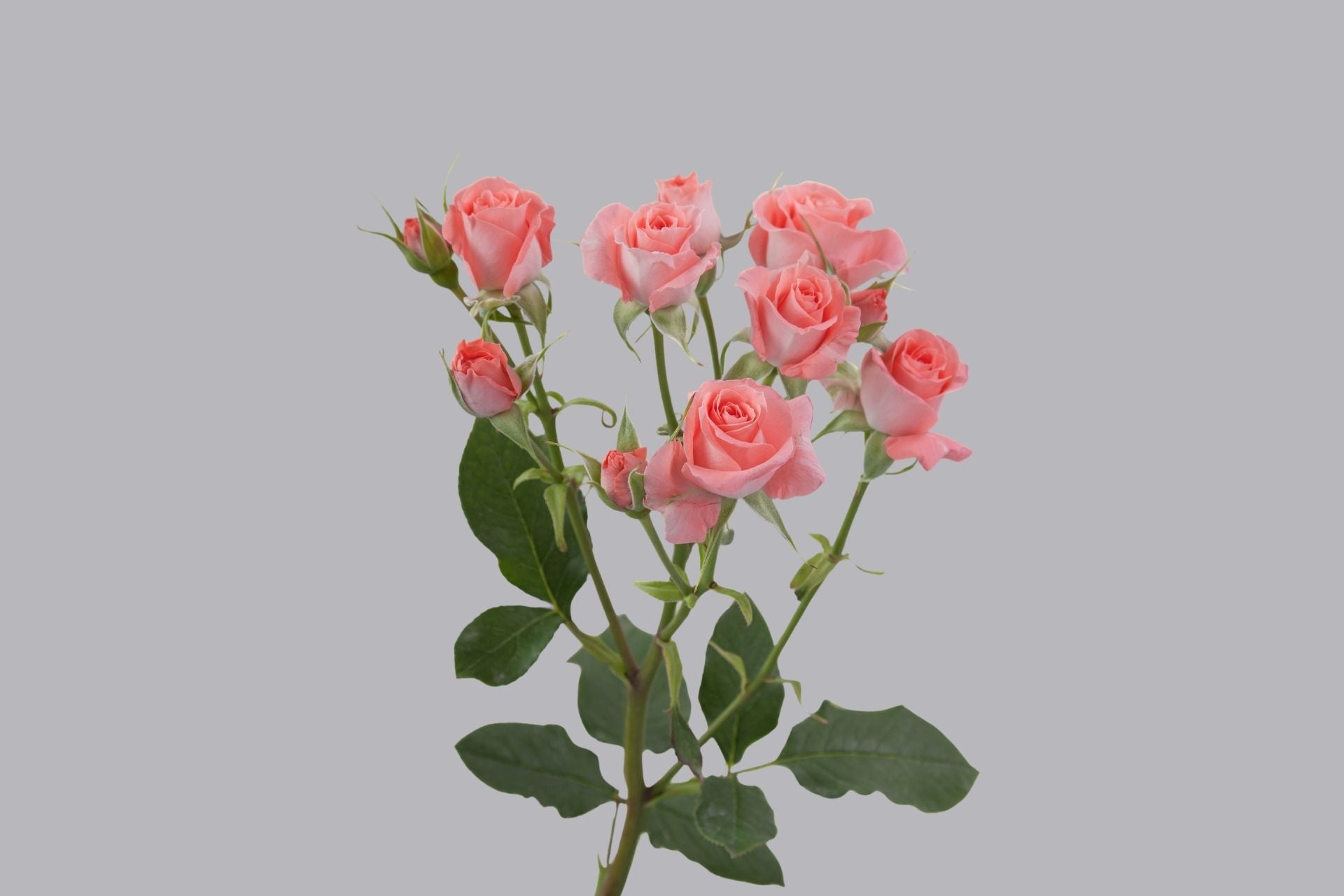 Splendid Rosever