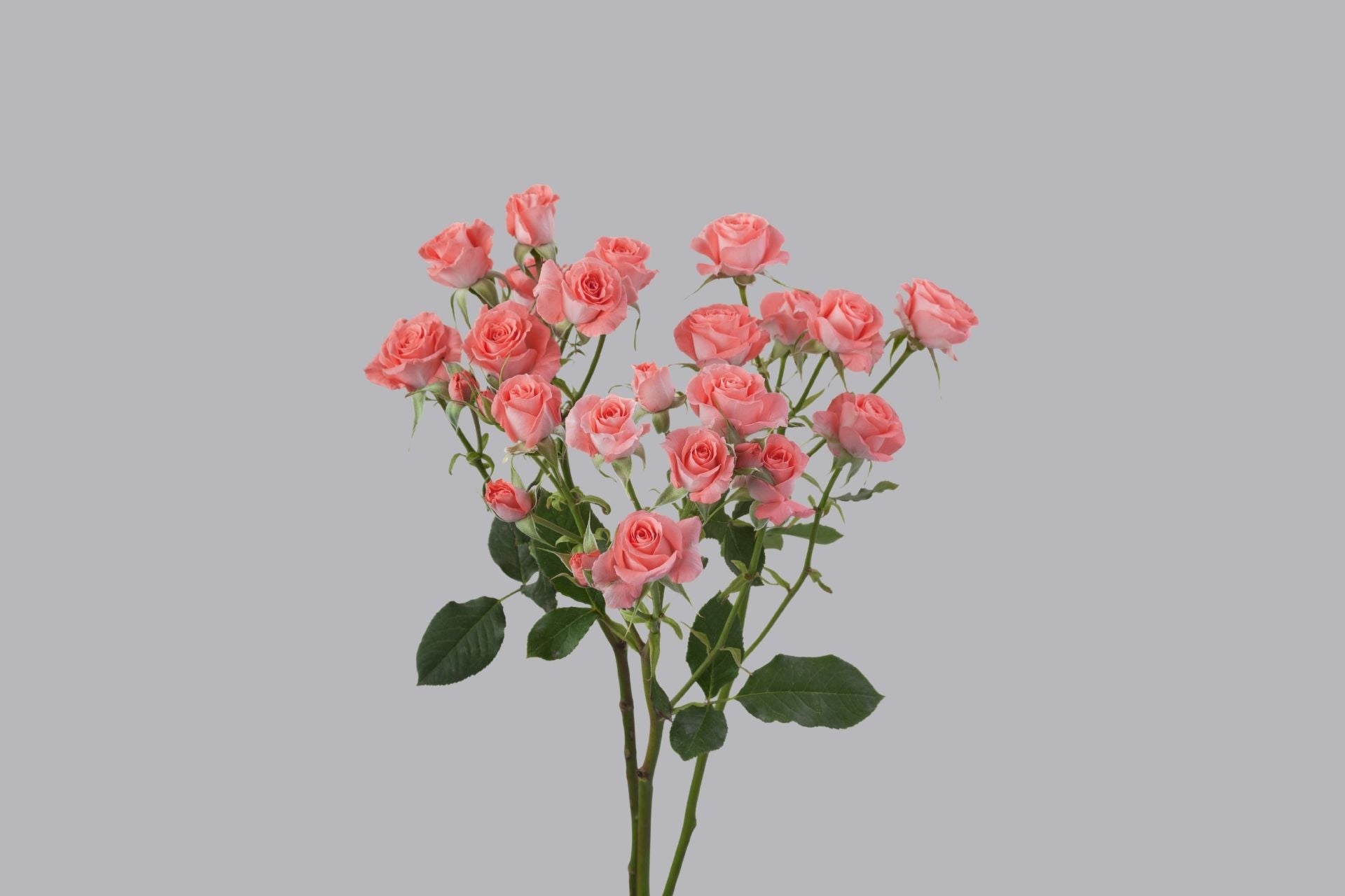 Splendid Rosever