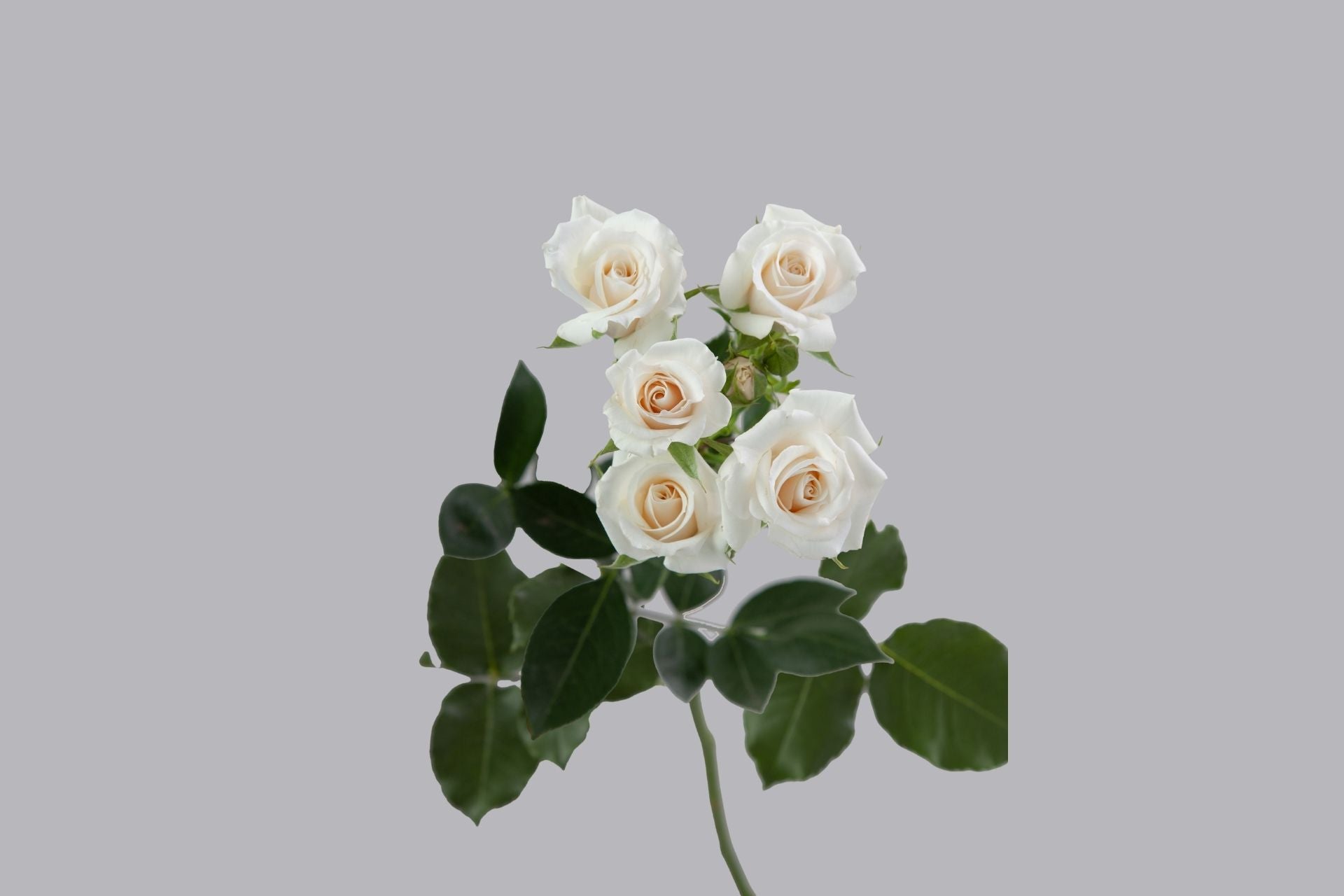 White Majolika
