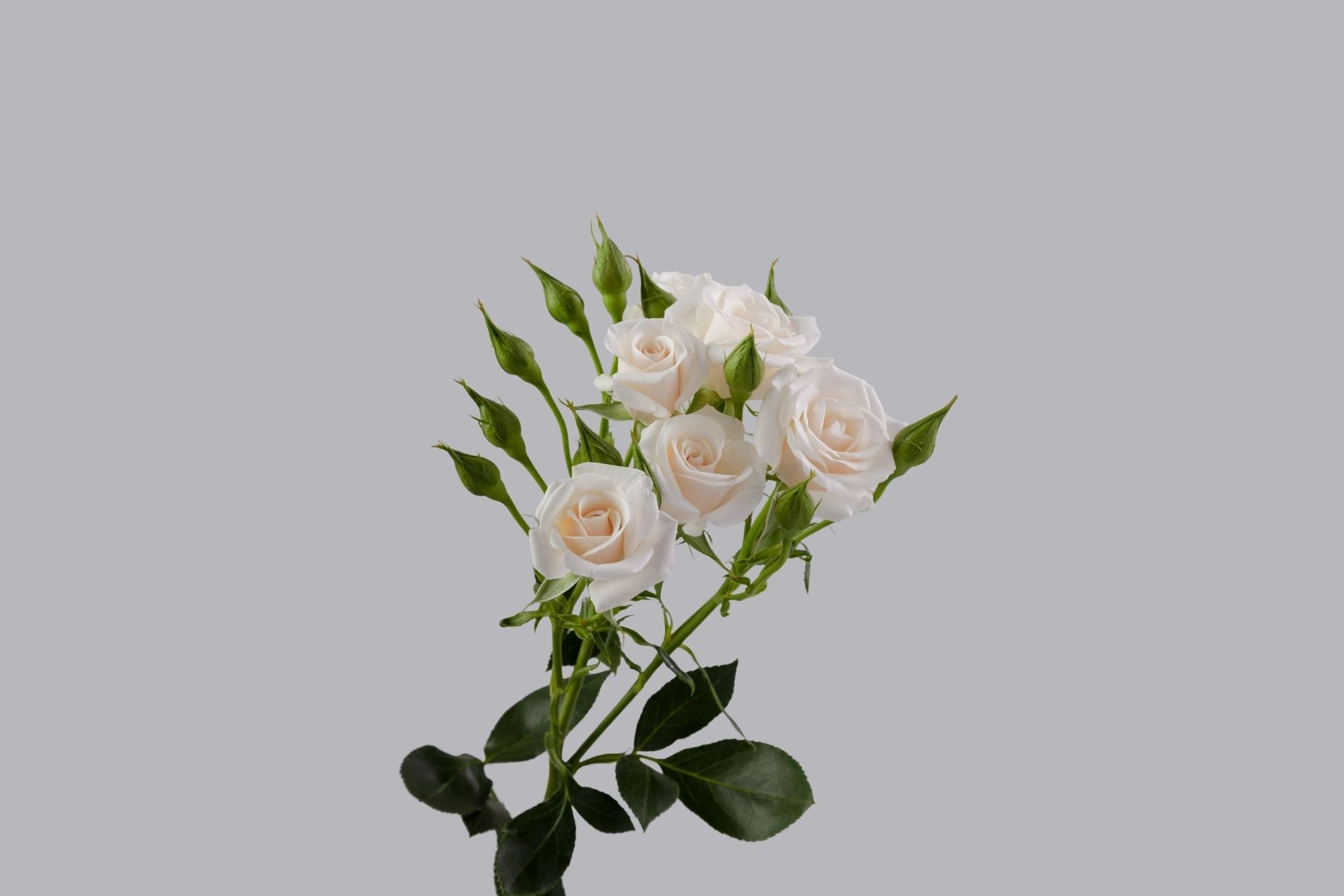 White Majolika