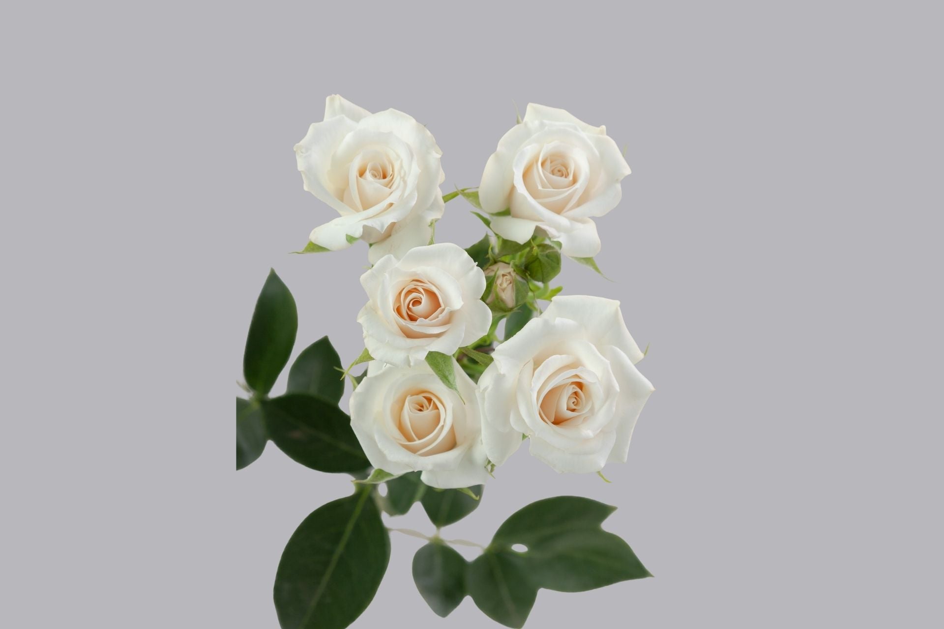 White Majolika